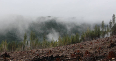 Romsilva: Pagube de 7,3 milioane lei din cauza tăierilor ilegale de pădure